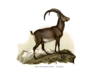 Ibex by German School
